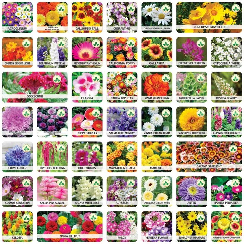 Buy Varieties of Flower Seeds (Pack of 100) And Get Plant Growth Supplement Free