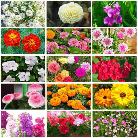 Buy Varieties of Flower Seeds (Pack of 100) And Get Plant Growth Supplement Free